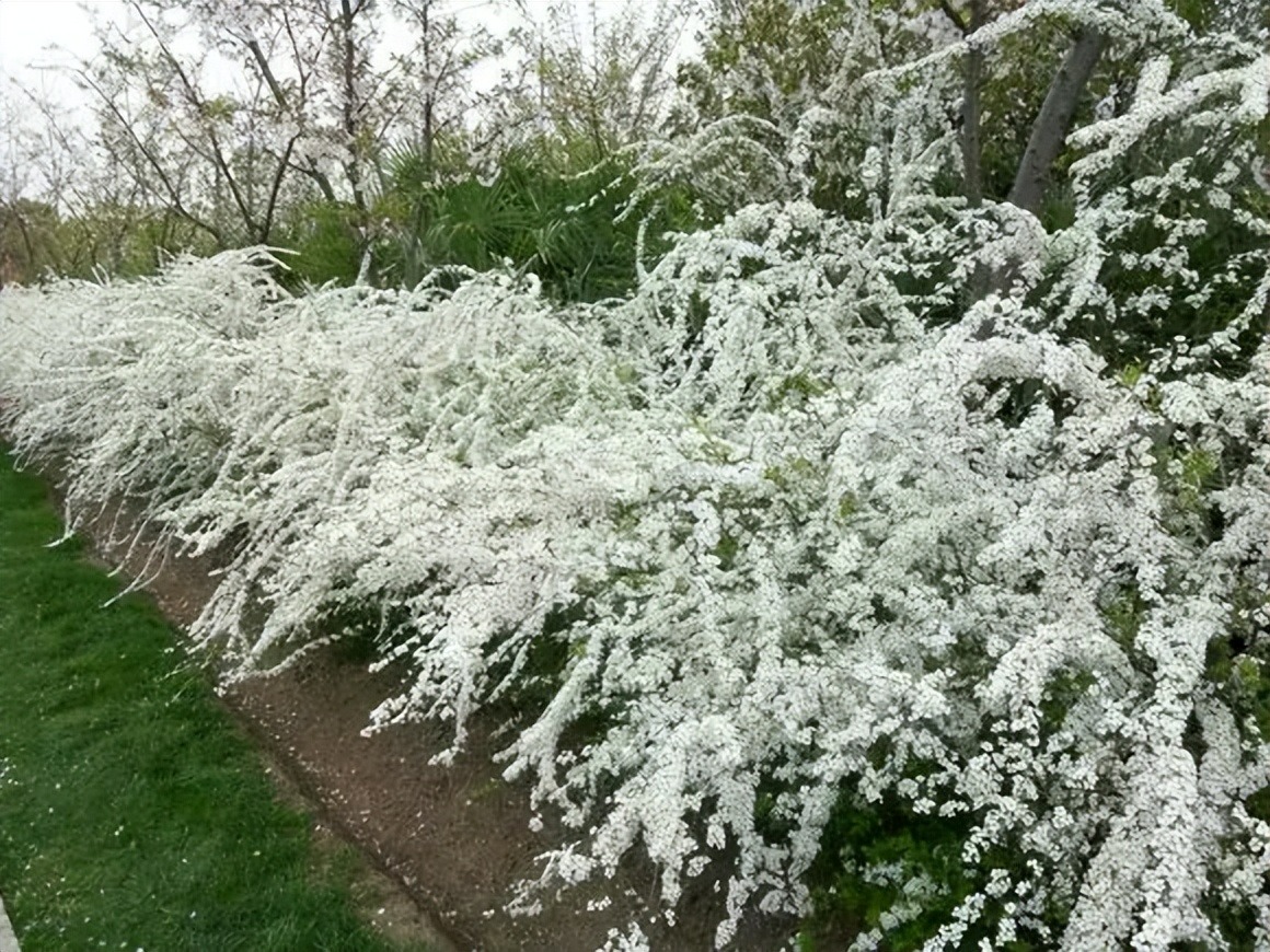 6 cây cảnh chạm đất là nở hoa, trăm bông trên một nhánh, ngàn bông trong một chậu-7