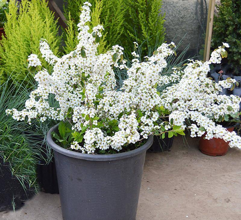 6 cây cảnh chạm đất là nở hoa, trăm bông trên một nhánh, ngàn bông trong một chậu-9