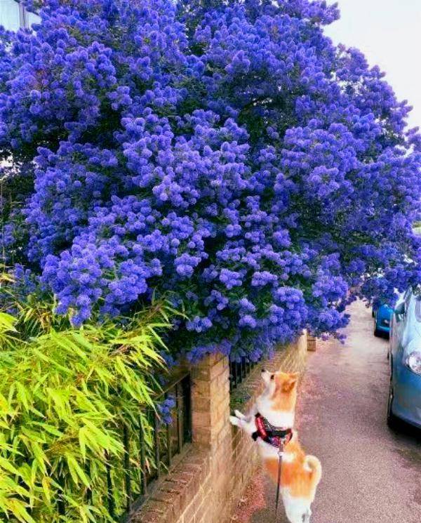 6 cây cảnh chạm đất là nở hoa, trăm bông trên một nhánh, ngàn bông trong một chậu-10