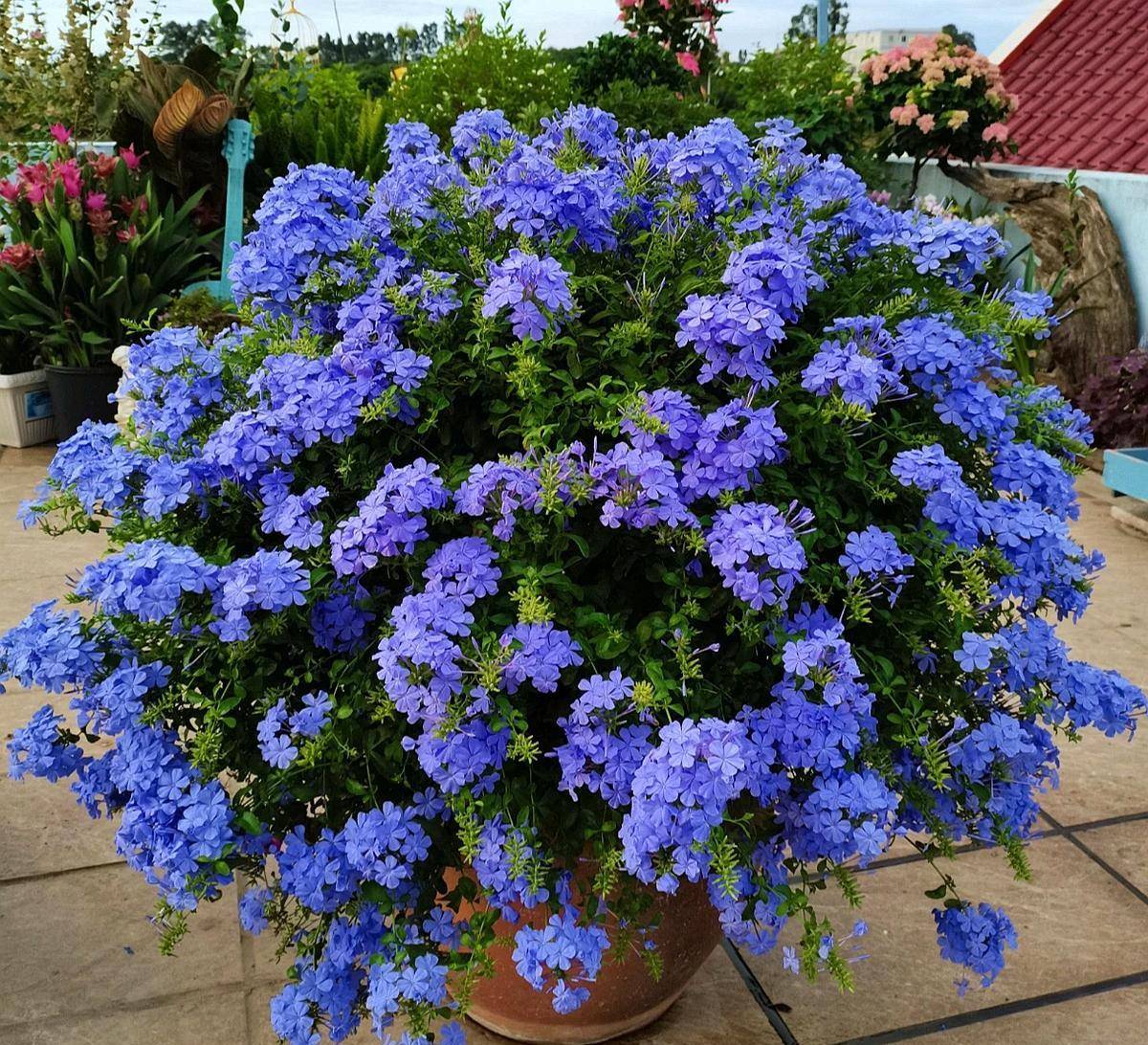 6 cây cảnh chạm đất là nở hoa, trăm bông trên một nhánh, ngàn bông trong một chậu-11