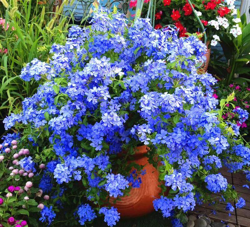 6 cây cảnh chạm đất là nở hoa, trăm bông trên một nhánh, ngàn bông trong một chậu-12