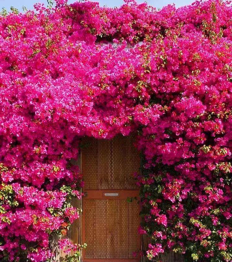 6 cây cảnh chạm đất là nở hoa, trăm bông trên một nhánh, ngàn bông trong một chậu-13