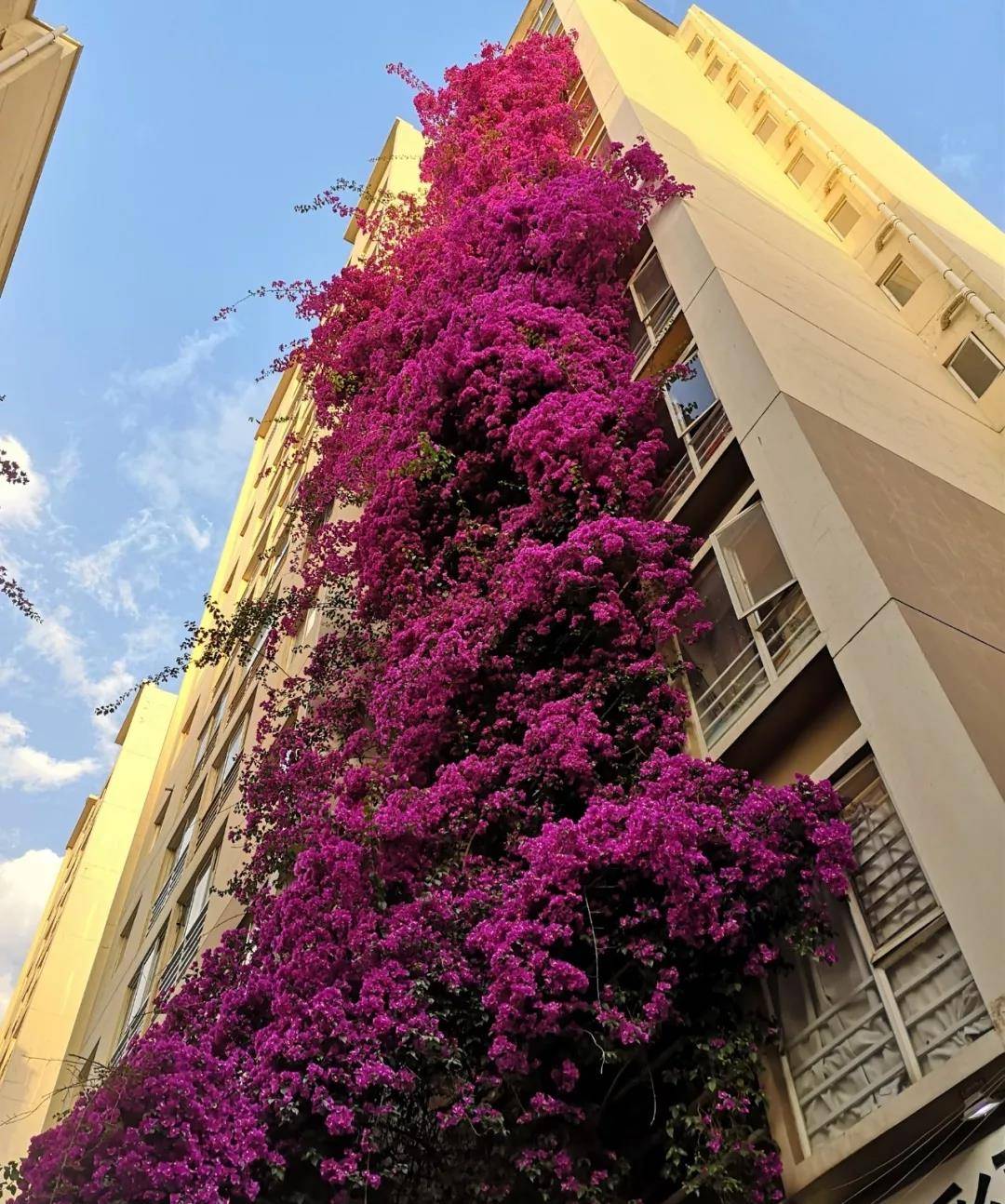 6 cây cảnh chạm đất là nở hoa, trăm bông trên một nhánh, ngàn bông trong một chậu-14