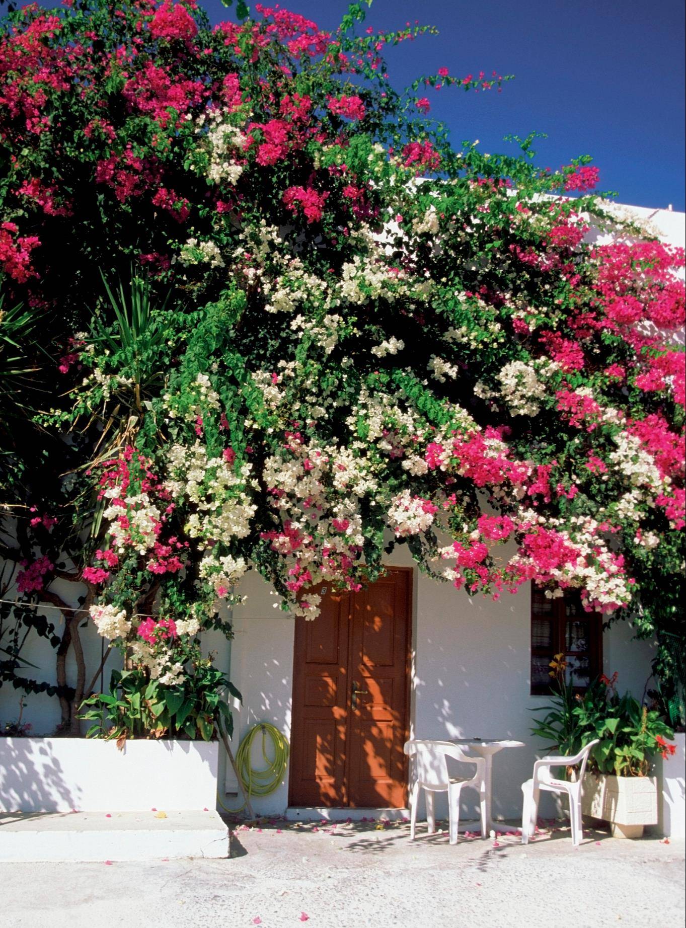 6 cây cảnh chạm đất là nở hoa, trăm bông trên một nhánh, ngàn bông trong một chậu-15