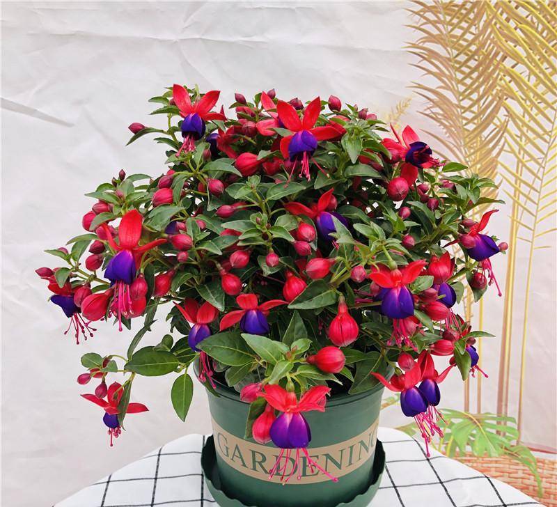 6 cây cảnh chạm đất là nở hoa, trăm bông trên một nhánh, ngàn bông trong một chậu-18