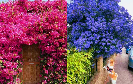 6 cây cảnh chạm đất là nở hoa, trăm bông trên một nhánh, ngàn bông trong một chậu-19