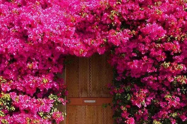 Khu vườn có tuổi đời 100 năm vẫn xanh tươi, ngập tràn rau trái nhờ sự chăm sóc qua nhiều thế hệ-12