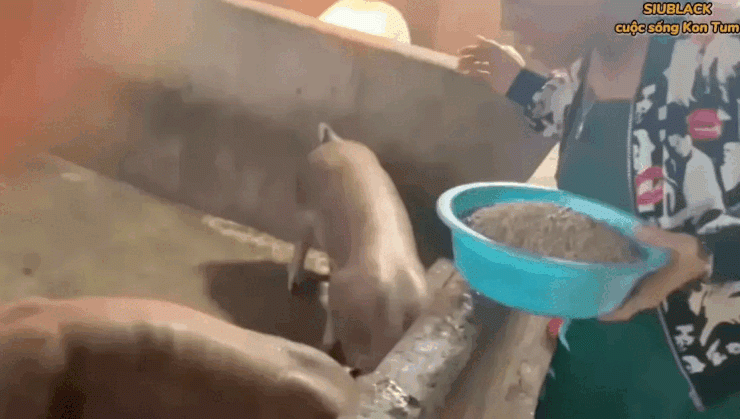 Đổi đời sau vỡ nợ, Siu Black bỏ nuôi heo, có cơ ngơi khang trang thế này-1