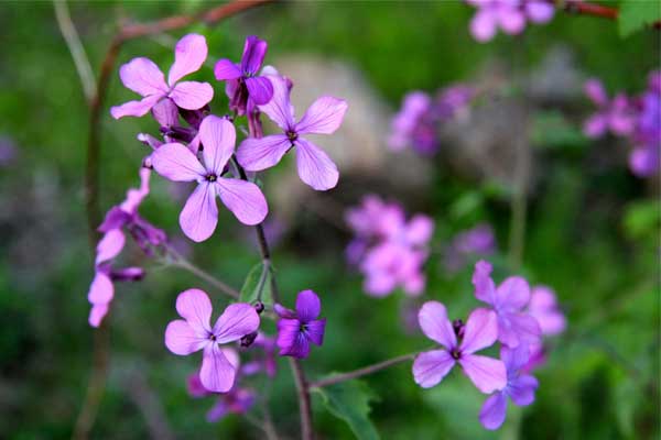 Nốt ruồi triệu người có 1, ai sở hữu hưởng cuộc đời giàu có, phúc khí, thăng chức nhanh-3