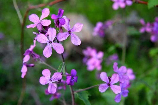 Tử vi ngày 13/4/2023: Tuổi Ngọ nên nhìn đa chiều, tuổi Thân chớ có tham lam