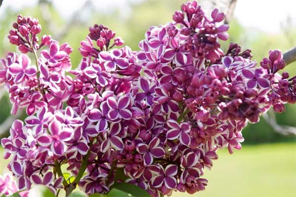 Tử vi ngày 13/4/2023: Tuổi Ngọ nên nhìn đa chiều, tuổi Thân chớ có tham lam-2