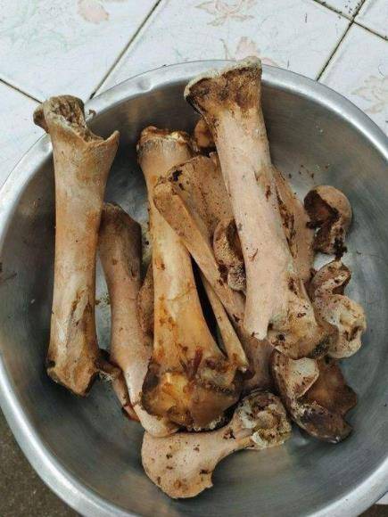 4 loại bột thần kỳ, nhà nhà vứt đi, đem chôn dưới gốc cây cảnh, lá xanh hoa thắm suốt 4 mùa-2