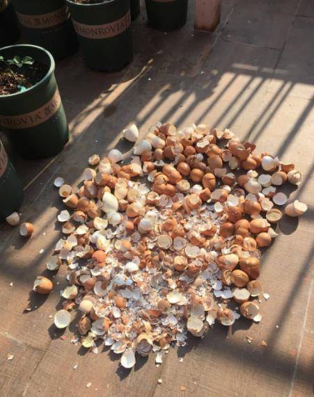 4 loại bột thần kỳ, nhà nhà vứt đi, đem chôn dưới gốc cây cảnh, lá xanh hoa thắm suốt 4 mùa-4