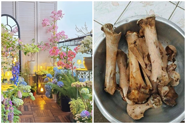 Bỏ 6 loại phế phẩm này vào chậu cây cảnh, trồng 10 năm không thối rễ, hoa đến thì hoa lại nở-12