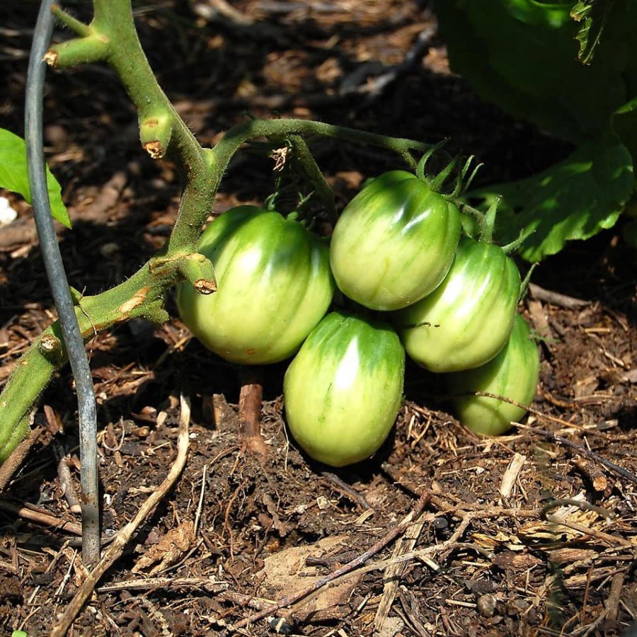 Khu vườn có tuổi đời 100 năm vẫn xanh tươi, ngập tràn rau trái nhờ sự chăm sóc qua nhiều thế hệ-6