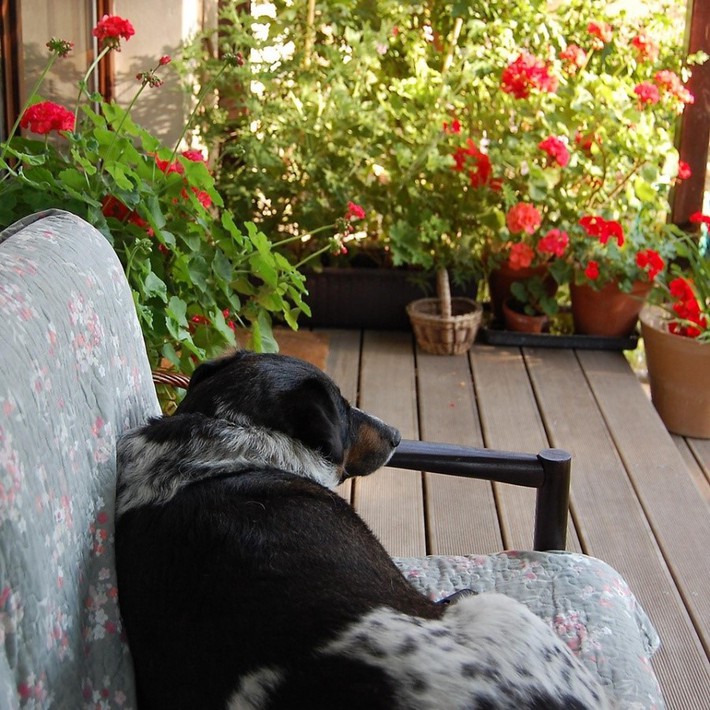 Khu vườn có tuổi đời 100 năm vẫn xanh tươi, ngập tràn rau trái nhờ sự chăm sóc qua nhiều thế hệ-9