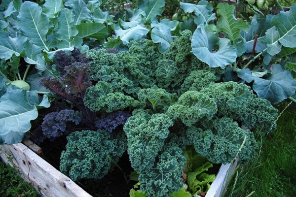 Người phụ nữ 40 tuổi tự tay cải tạo khu vườn 40m² khiến ai nhìn cũng mê-10