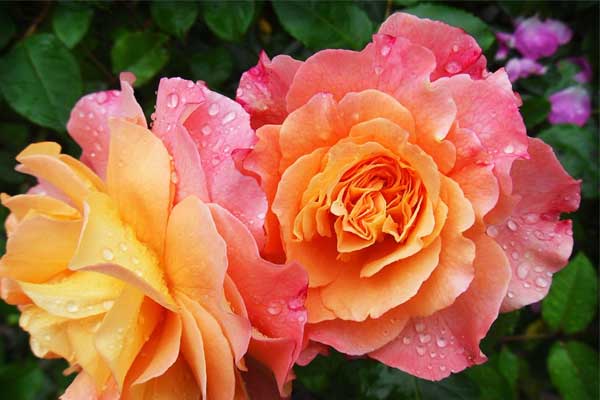 Trẻ sinh có giờ sinh này, nhỏ thì mạnh mẽ, lớn lên tài năng, là niềm tự hào của cha mẹ-1
