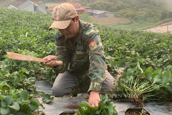 Dâu tây giá thấp 