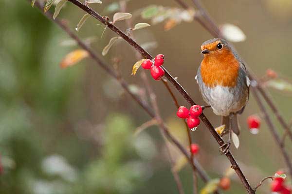 Tử vi ngày 14/4/2023: Tuổi Dần tiền bạc rủng rỉnh, tuổi Mùi cơ hội tỏa sáng-4