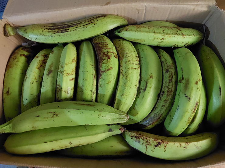 Loại chuối khổng lồ”, có quả nặng hơn 1kg, giá bán lên đến 25.000 đồng/quả-2