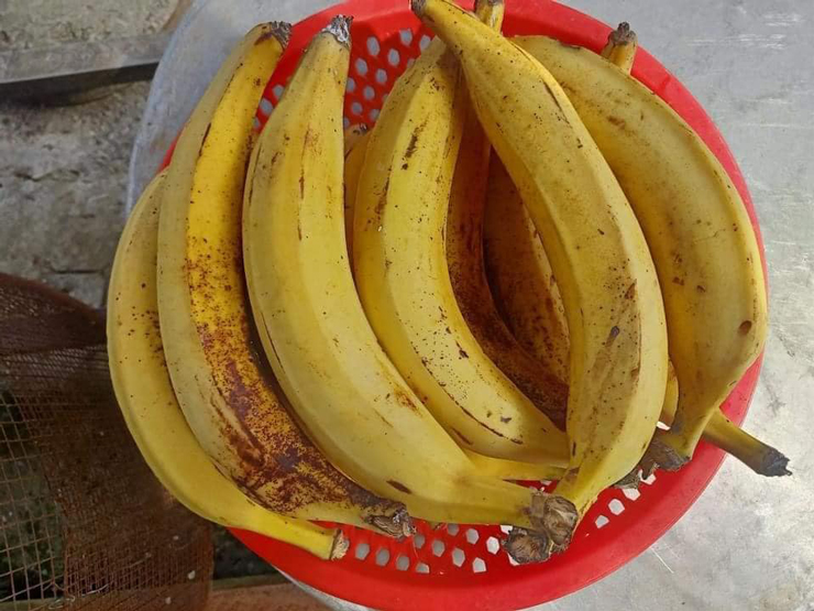 Loại chuối khổng lồ”, có quả nặng hơn 1kg, giá bán lên đến 25.000 đồng/quả-3