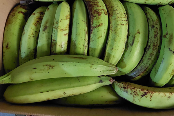 Sự thật về quýt Úc siêu ngọt, giá chỉ 40.000 đồng/kg-4