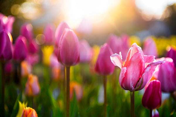 Tử vi ngày 14/4/2023: Tuổi Dần tiền bạc rủng rỉnh, tuổi Mùi cơ hội tỏa sáng-1