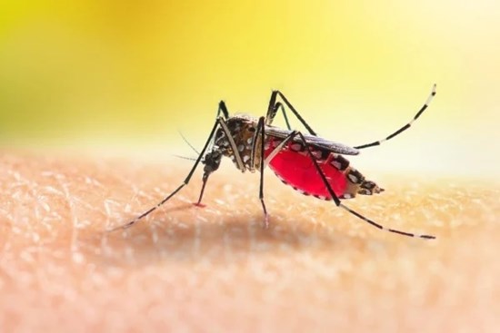 Mẹo chống muỗi đốt đơn giản và hiệu quả