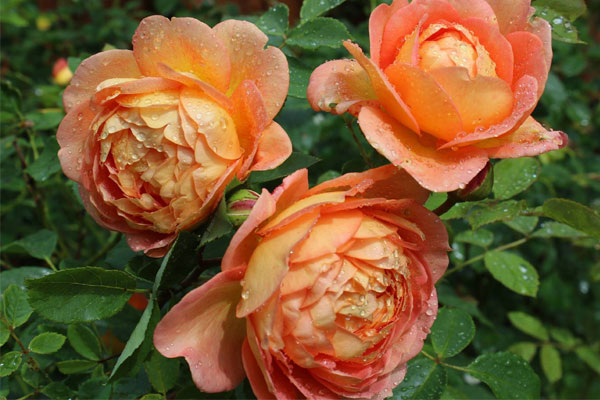 Người sinh vào tháng Âm lịch này, giỏi giang, có chí tiến thủ, tương lai làm ông chủ lớn-1