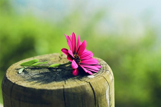 Tử vi ngày 14/4/2023 của 12 cung hoàng đạo: Sư Tử nên tiết kiệm, Xử Nữ phản ứng thái quá