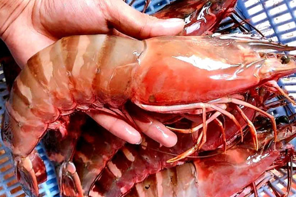 Loạn giá thịt bò đông lạnh Mỹ, Úc-4