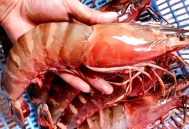Hai loại tôm lạ trên thị trường đắt hơn tôm hùm được nhiều người săn lùng-2