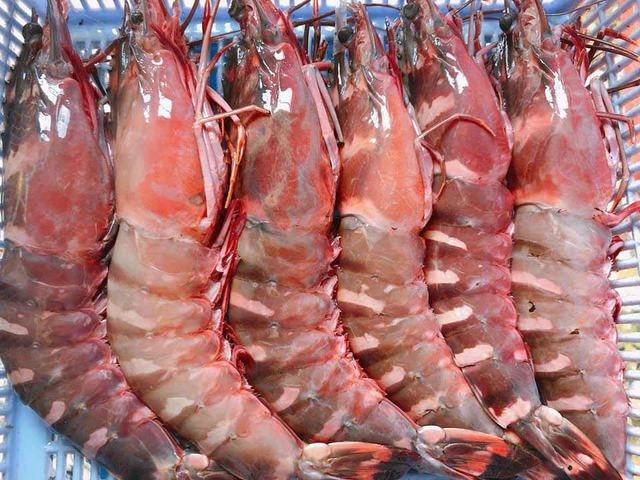 Hai loại tôm lạ trên thị trường đắt hơn tôm hùm được nhiều người săn lùng-3