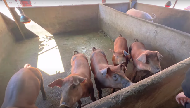 Sao Việt vỡ nợ: Người sống giản dị, người sống sang trọng-17