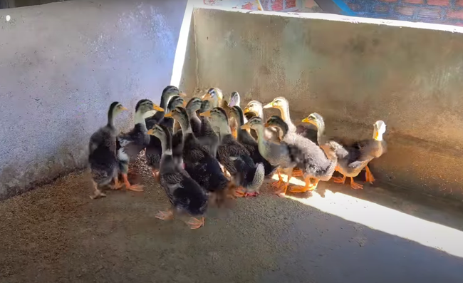 Sao Việt vỡ nợ: Người sống giản dị, người sống sang trọng-18