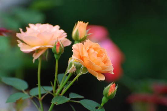 3 con giáp có sức khỏe dẻo dai, ít bệnh tật, cuối tháng 4 thăng hoa trong sự nghiệp