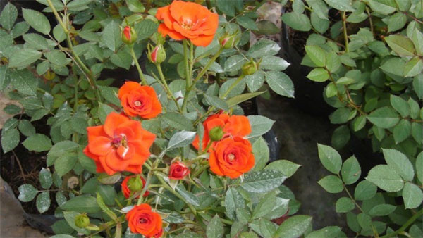 3 con giáp có sức khỏe dẻo dai, ít bệnh tật, cuối tháng 4 thăng hoa trong sự nghiệp-3