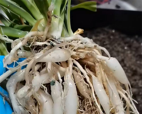 Bỏ 6 loại phế phẩm này vào chậu cây cảnh, trồng 10 năm không thối rễ, hoa đến thì hoa lại nở-4