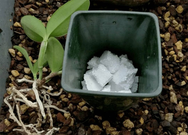 Bỏ 6 loại phế phẩm này vào chậu cây cảnh, trồng 10 năm không thối rễ, hoa đến thì hoa lại nở-8