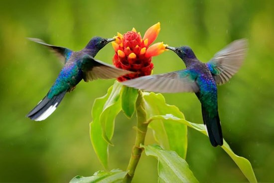 Tháng sinh Âm lịch của người có số mệnh phú quý, cuộc sống sung túc, rực rỡ trăm năm