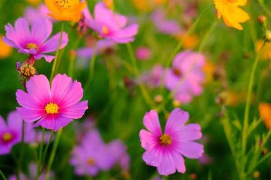 Cuối tháng 2 nhuận Âm lịch, 3 con giáp tích đủ phước lành, đổi vận giàu có