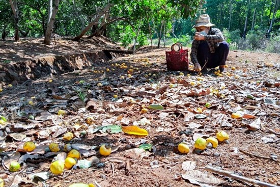 ‘Thủ phủ’ trồng điều mất mùa, rớt giá