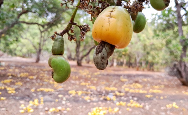 ‘Thủ phủ’ trồng điều mất mùa, rớt giá-1