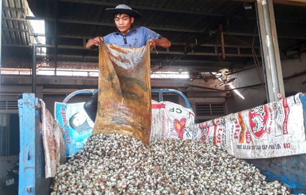 ‘Thủ phủ’ trồng điều mất mùa, rớt giá-2