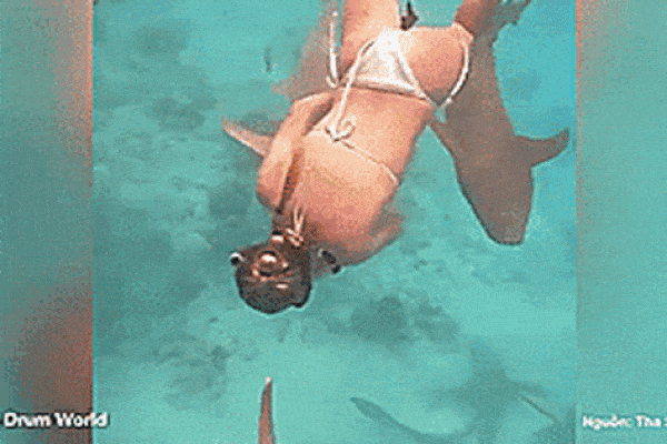 Clip: Cá mập bất ngờ ngoạm tay, kéo người đàn ông xuống nước-1