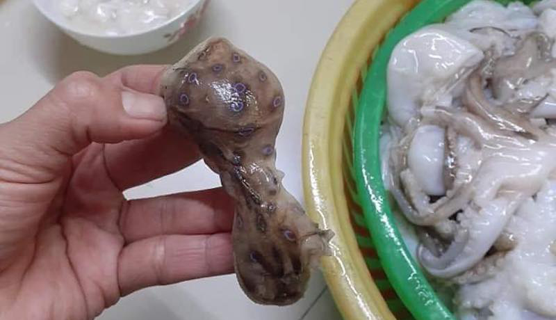 Người mua dứt khoát phải tránh, người bán càng nên thận trọng: Loại bạch tuộc độc gấp 50 lần rắn hổ mang, gây tử vong nhanh-3