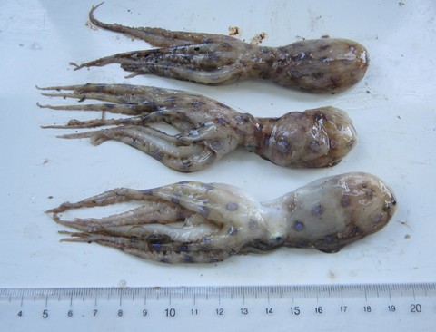 Người mua dứt khoát phải tránh, người bán càng nên thận trọng: Loại bạch tuộc độc gấp 50 lần rắn hổ mang, gây tử vong nhanh-6