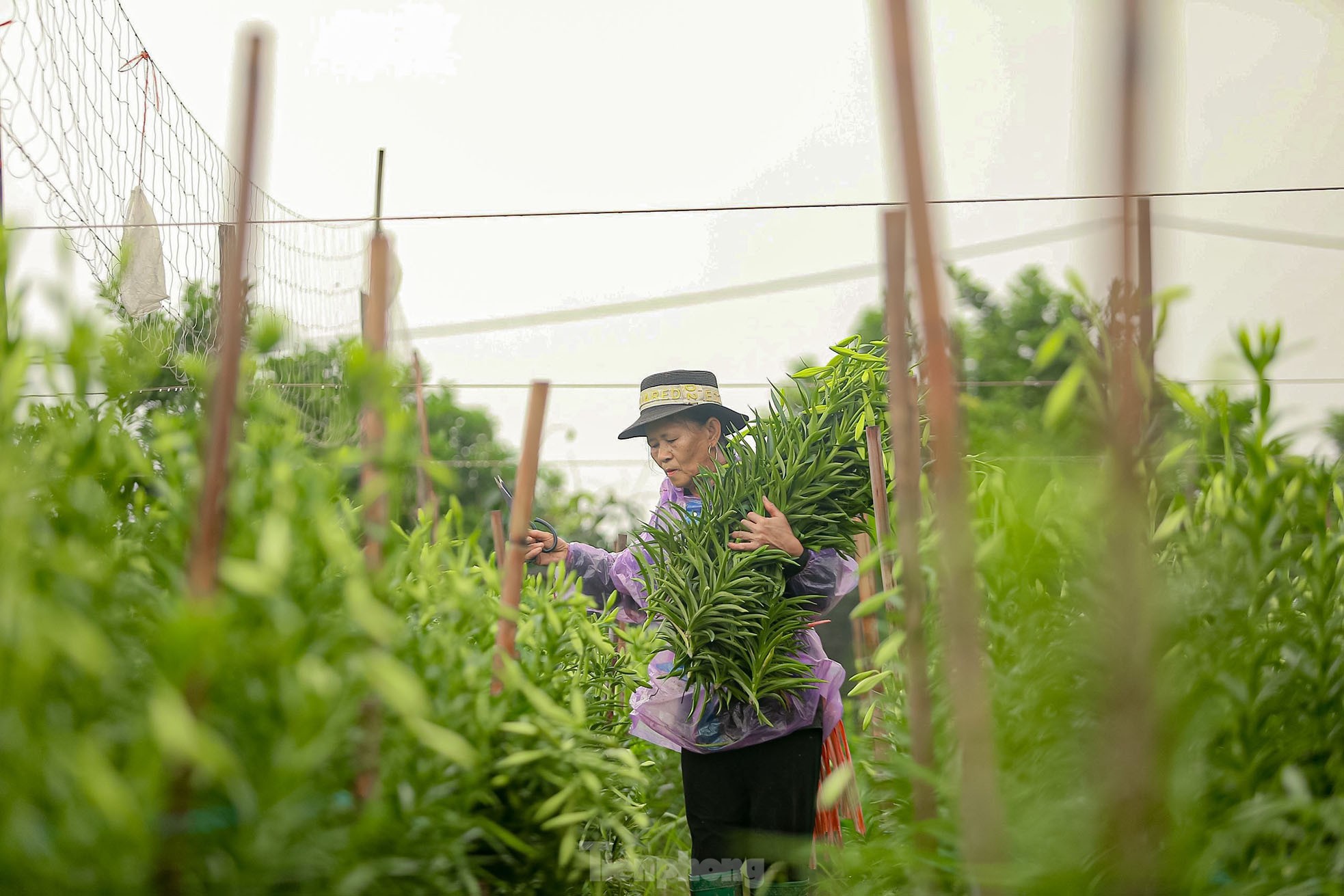 Người dân thu hàng trăm triệu đồng ở thủ phủ hoa loa kèn-1