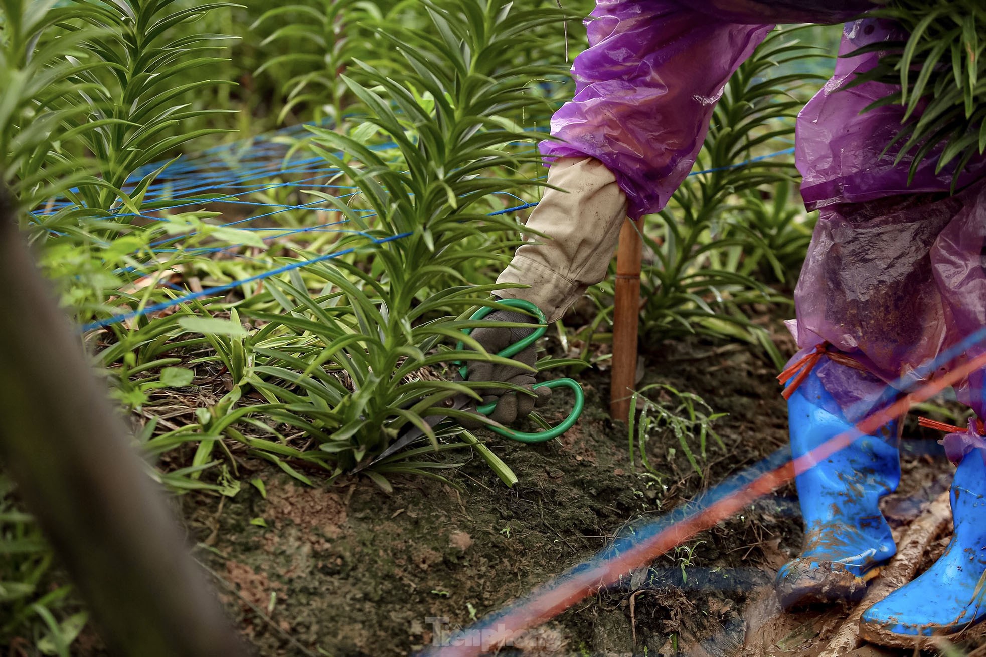 Người dân thu hàng trăm triệu đồng ở thủ phủ hoa loa kèn-4